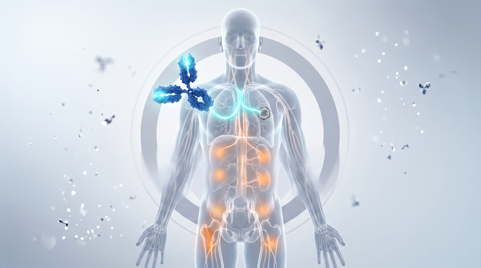 Antibody distribution through the body